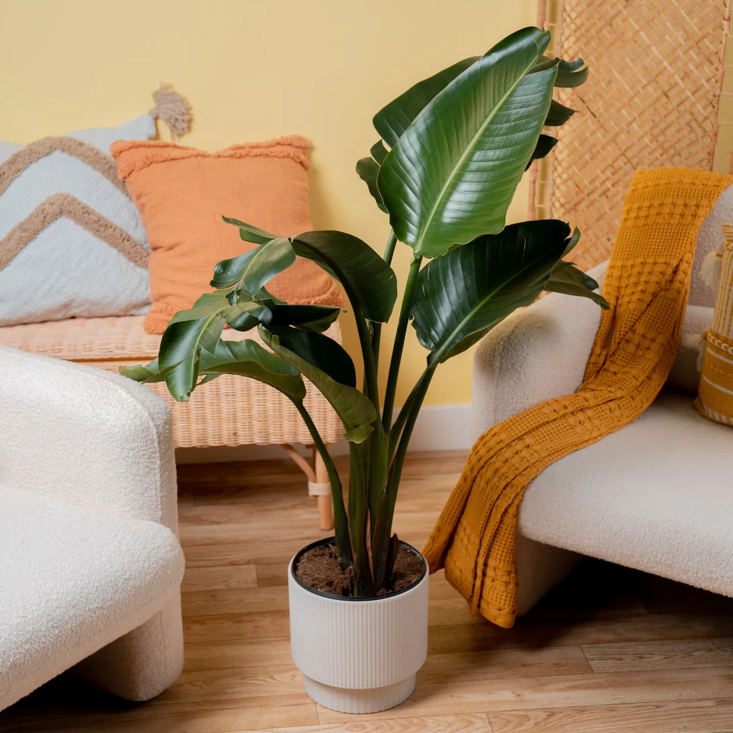 White Bird of Paradise Potted Plant