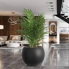 Matte Black Round Potted Palm Plant