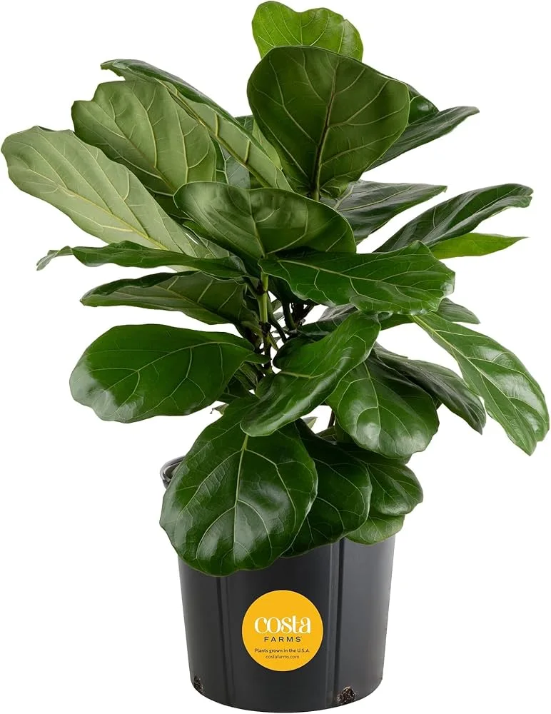 Costa Farms Fiddle Leaf Fig Plant