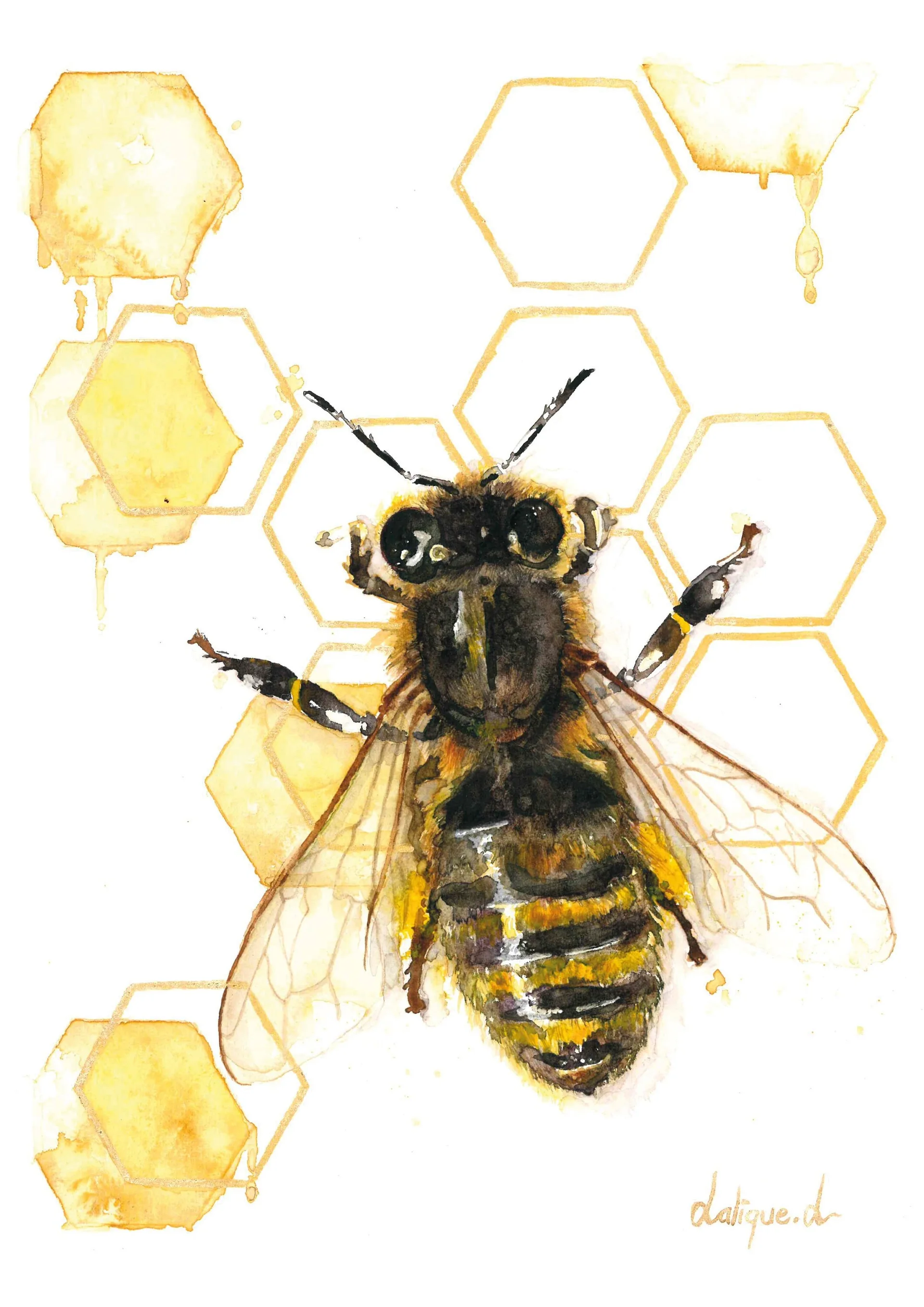 Honey Bee Watercolour Fine Art Print - A4
