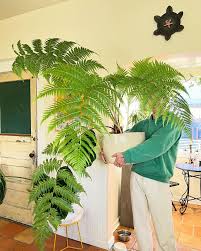 Potted Plant