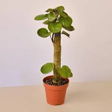 Aralia Fabian Stump Potted Plant
