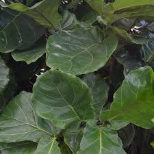 Ficus Lyrata Fiddle Leaf Fig Plant
