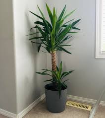 Yucca Potted Plant