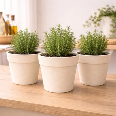 White Ceramic Potted Plant