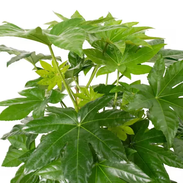 Green Fatsia Potted Plant
