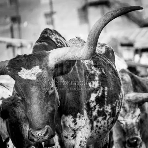 Texas Longhorn Wall Art