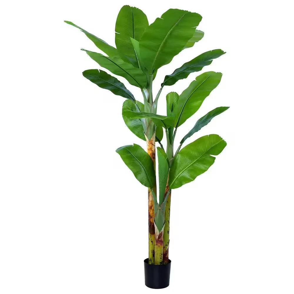 Potted Banana Plant