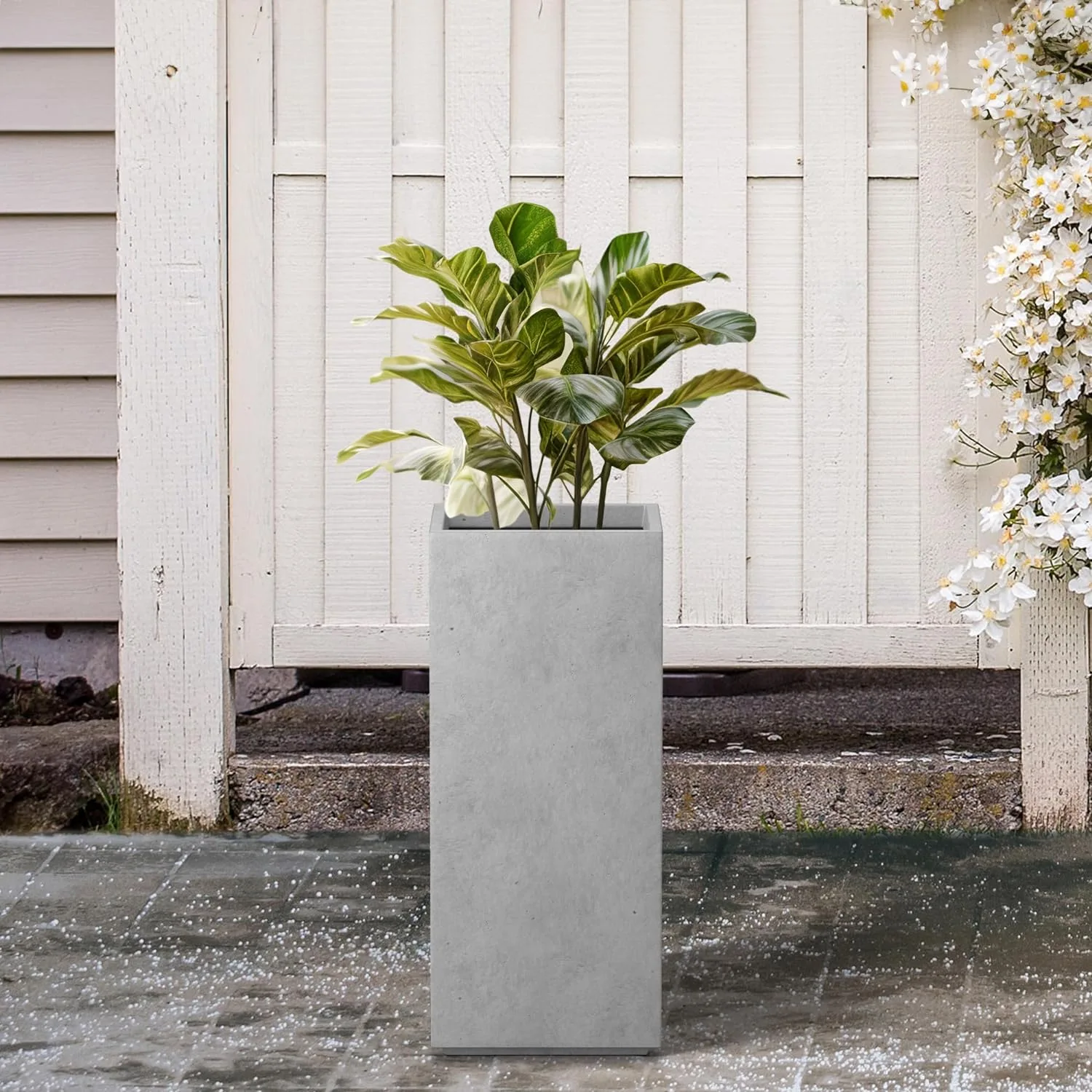 Potted Plant