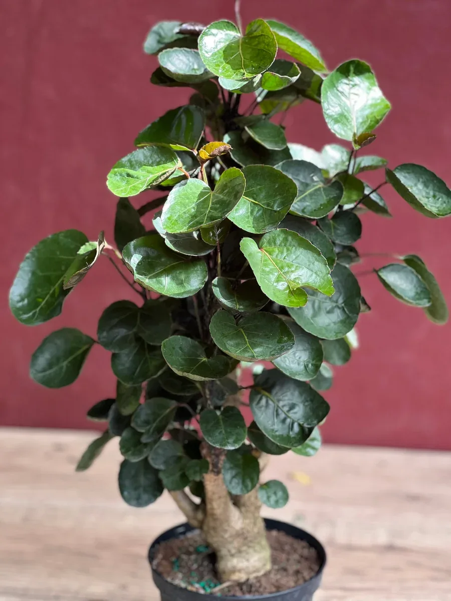 Aralia Fabian Stump Potted Plant