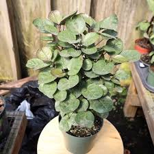 Aralia Fabian Potted Plant