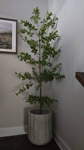 Minimalist Potted Plant