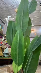 Tropical Potted Banana Plant