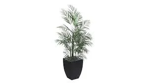 Areca Palm Modern Potted Palm Plant