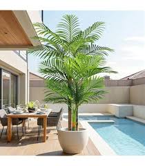 Potted Palm Plant