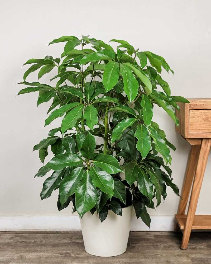 Schefflera Amate Potted Plant