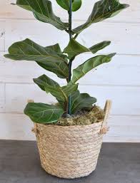 Fiddle Leaf Fig Plant