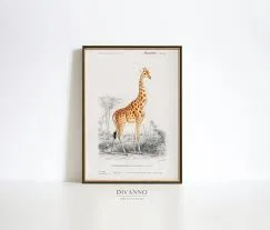 Framed Art