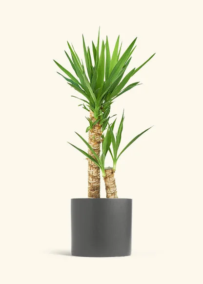 Yucca Cane Potted Plant