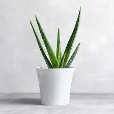 Potted Aloe Vera