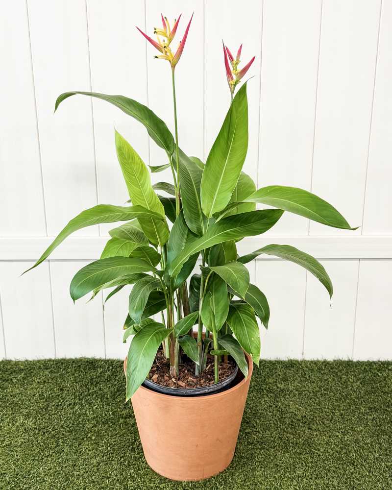 Heliconia 'Lady Di'
