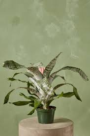 Aechmea Bromeliad Potted Plant
