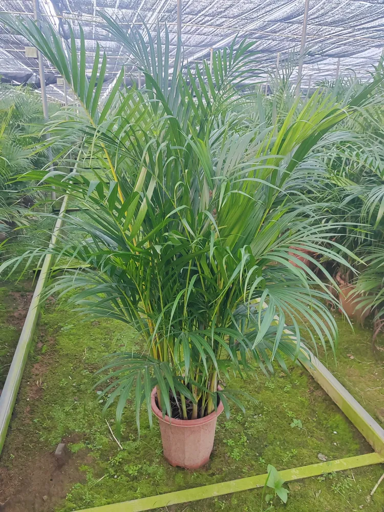 Areca Potted Palm Plant