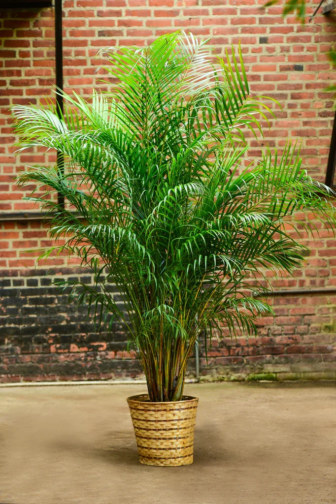 Areca Potted Palm Plant