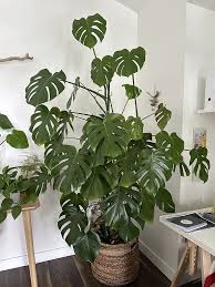 Monstera Potted Plant