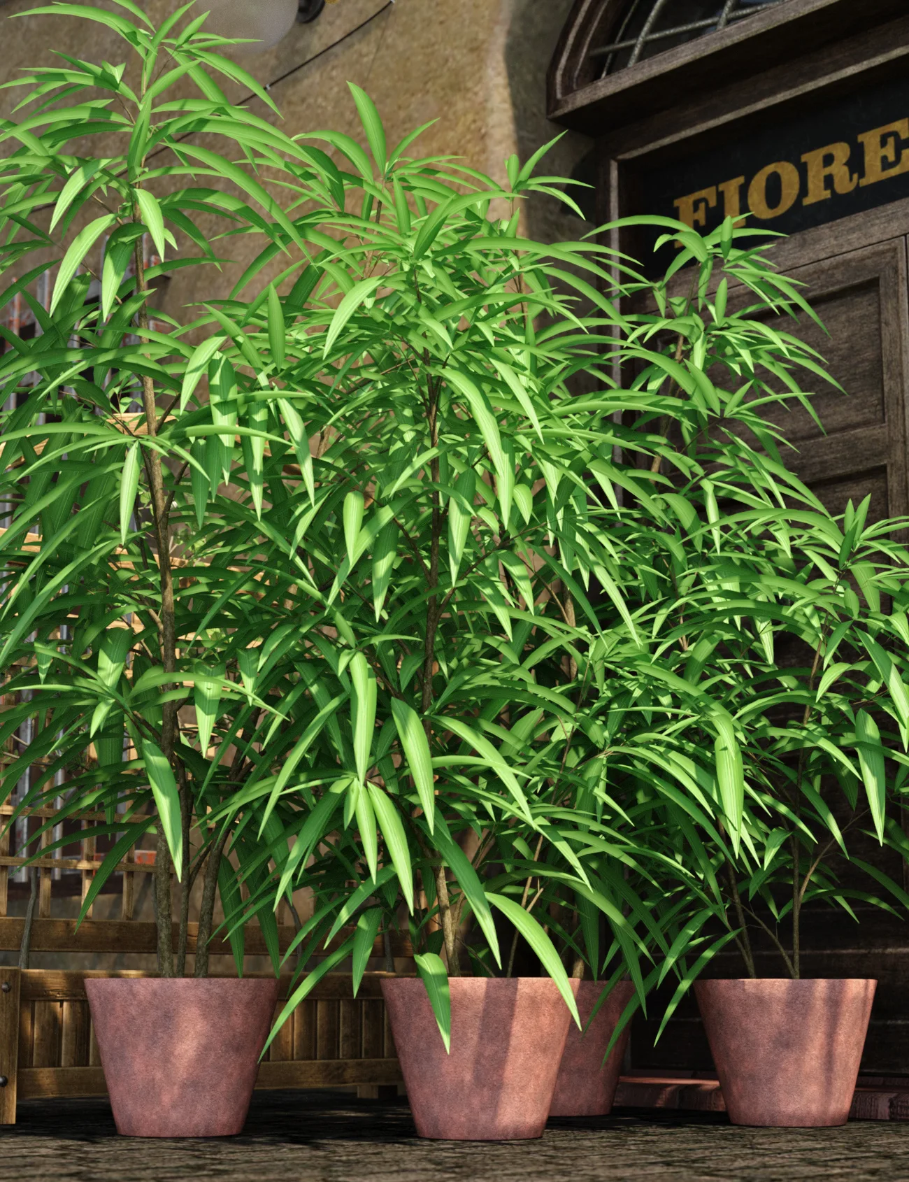 Predatron Ficus Alii Potted Plant