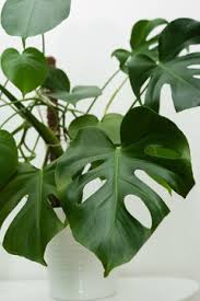 Monstera Deliciosa Potted Plant