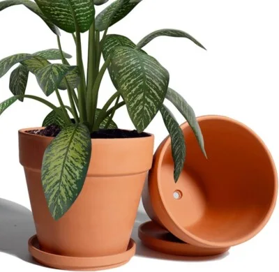 Potted Plant
