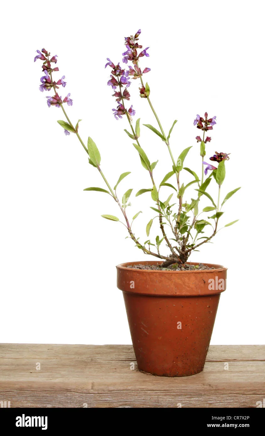 Flowering Sage Potted Plant