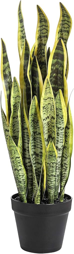 Potted Snake Plant