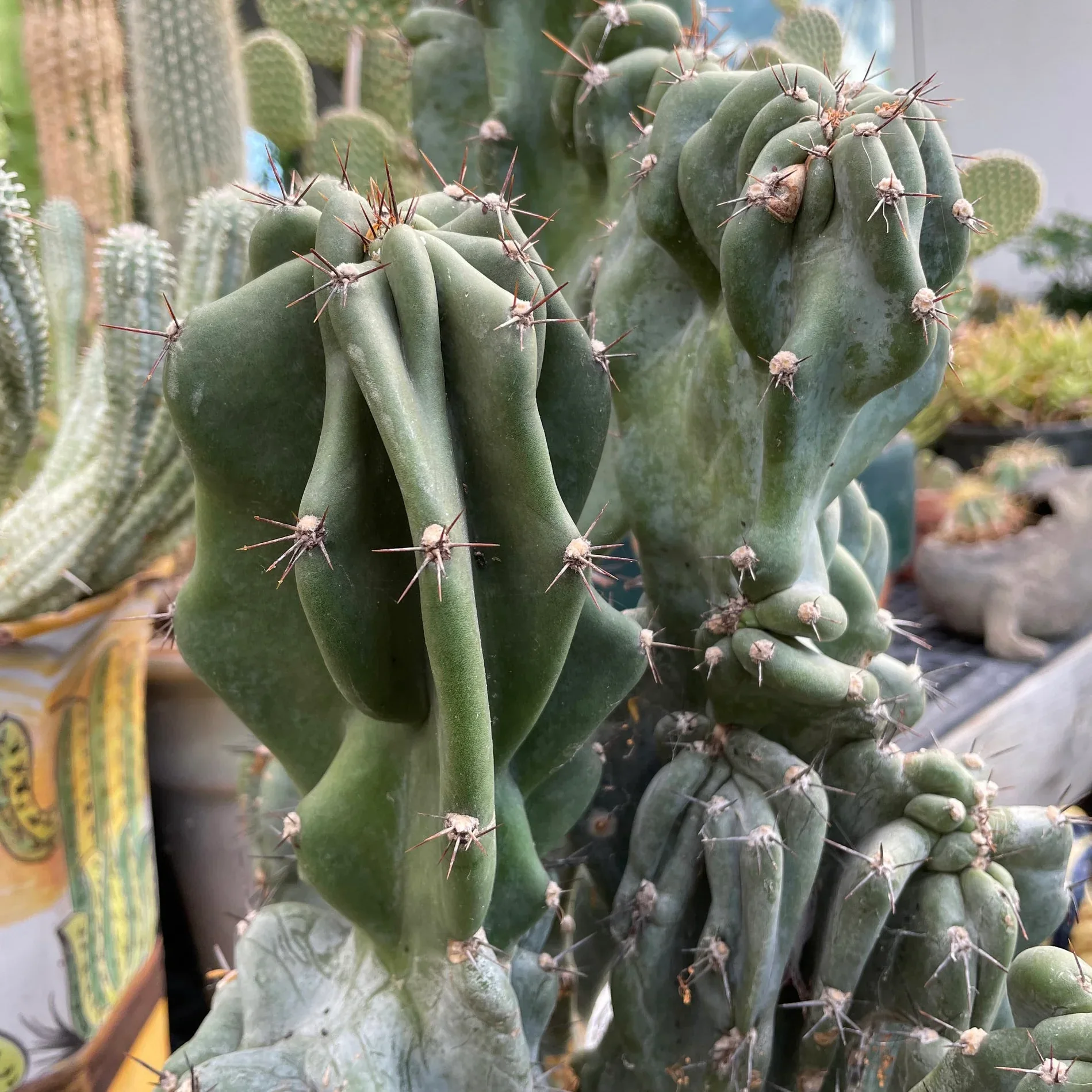 Cereus Peruvianus Monstrose Cactus Plant