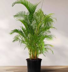 Areca Potted Palm Plant