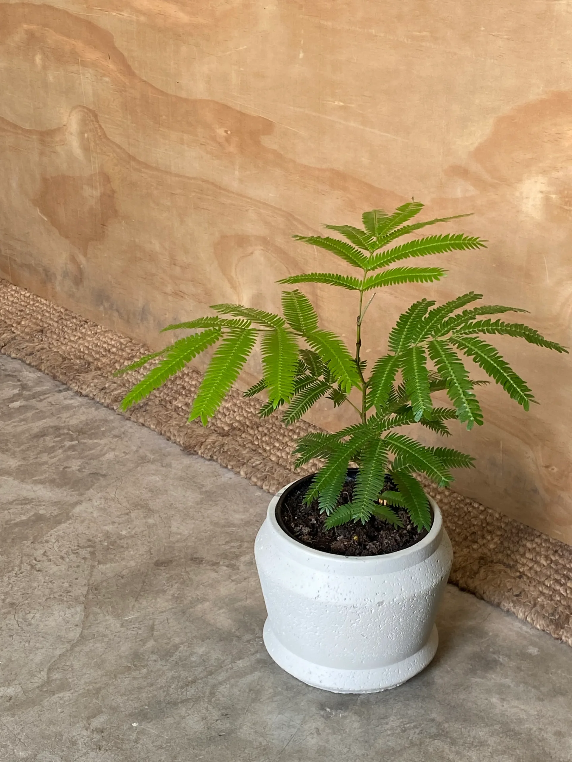 Japanese Everfresh Potted Plant
