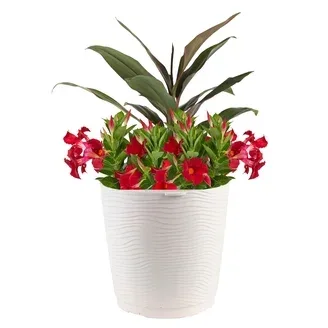 Red Potted Flowering Plant