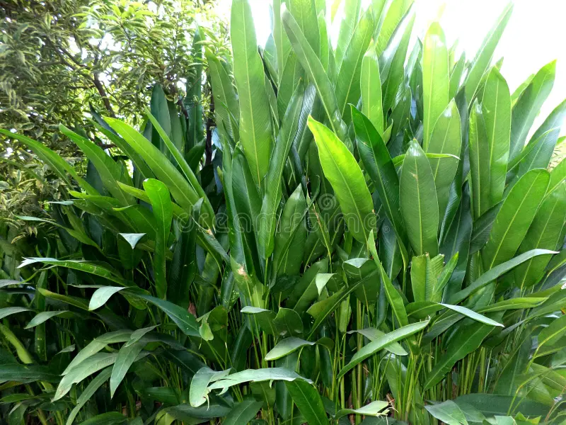 Tropical Plants
