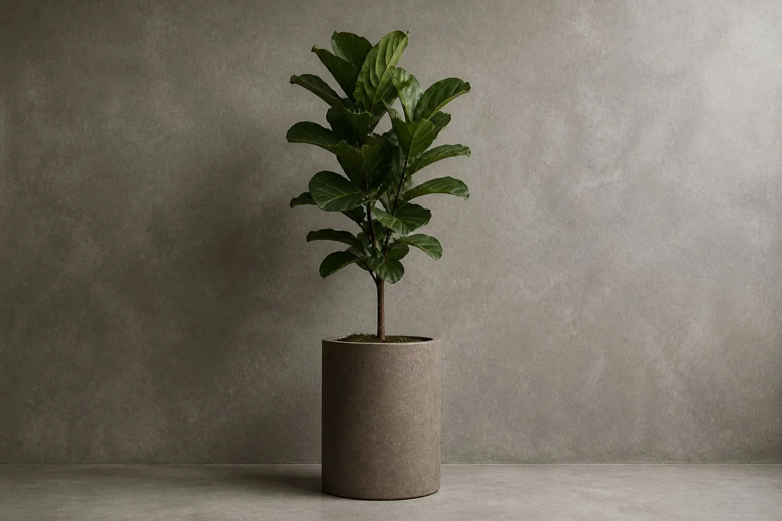 Modern Cylindrical Potted Fiddle Leaf Fig