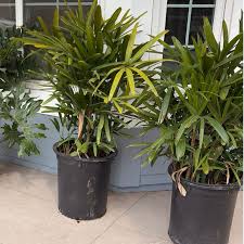 Lady Palm Potted Plant