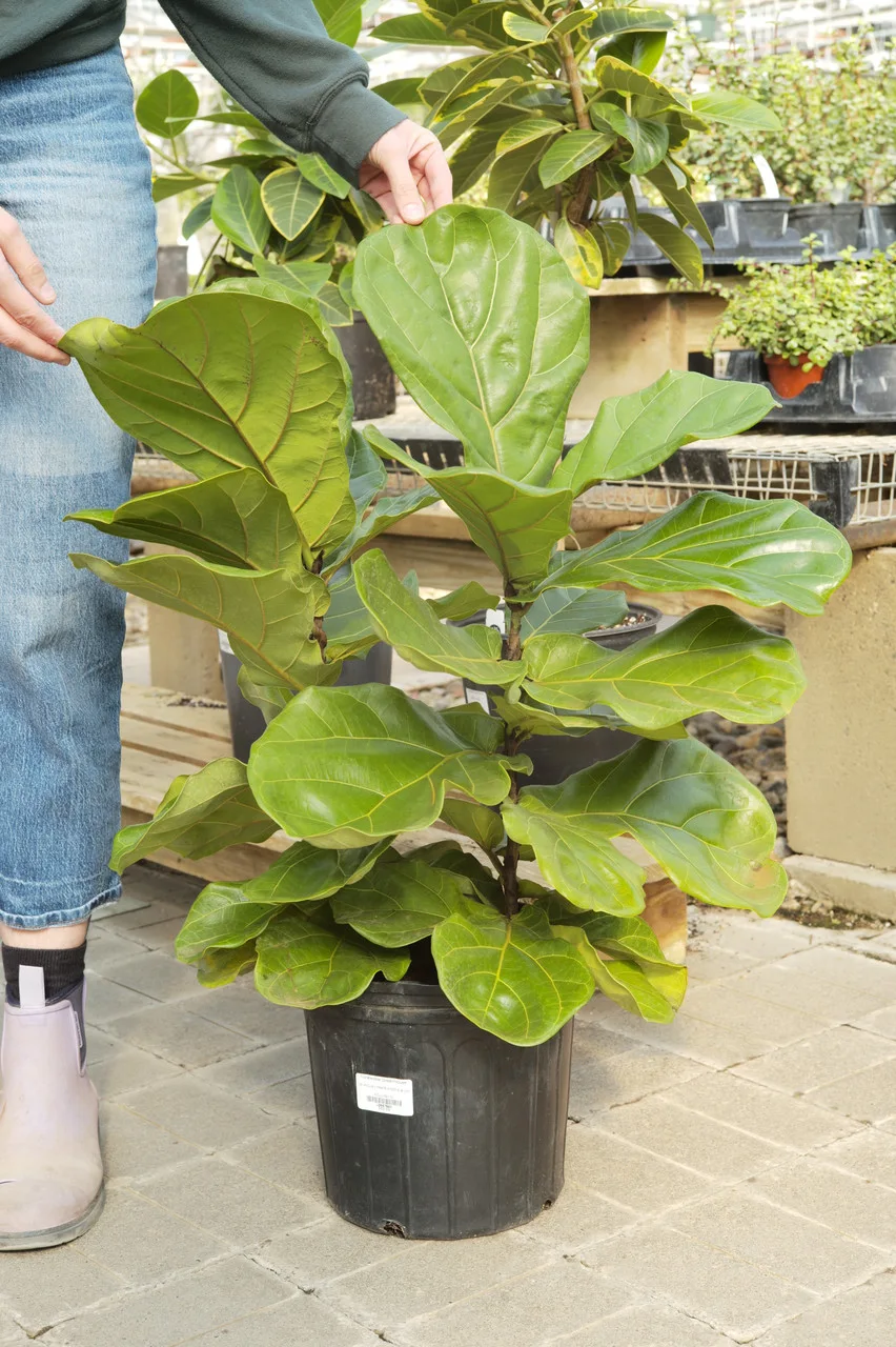 Ficus Lyrata Fiddle Leaf Fig Plant