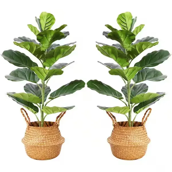 Fiddle Leaf Fig Plant