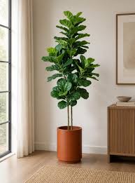 Potted Fiddle Leaf Fig