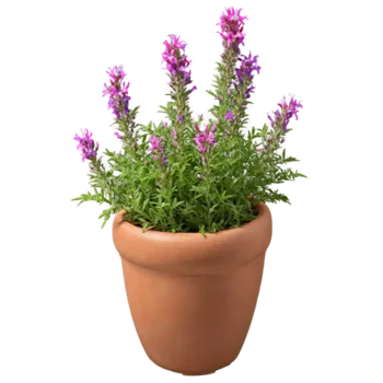 Cuphea Potted Plant