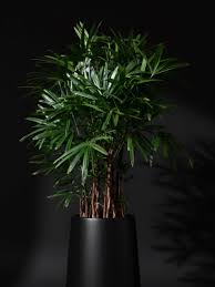 Lady Palm Potted Plant