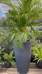Modern Potted Palm Plant