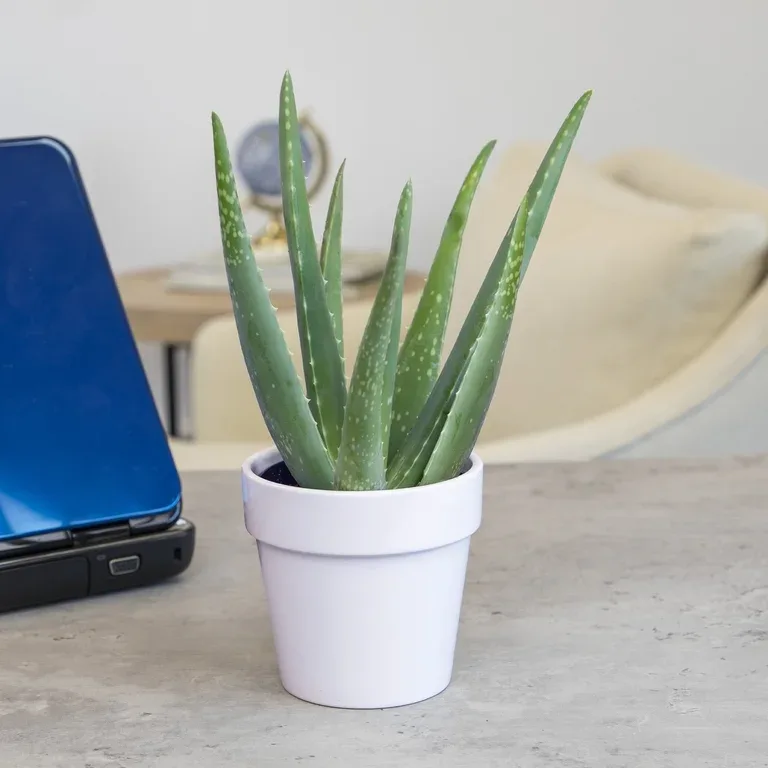 Potted Aloe Vera in White Pot