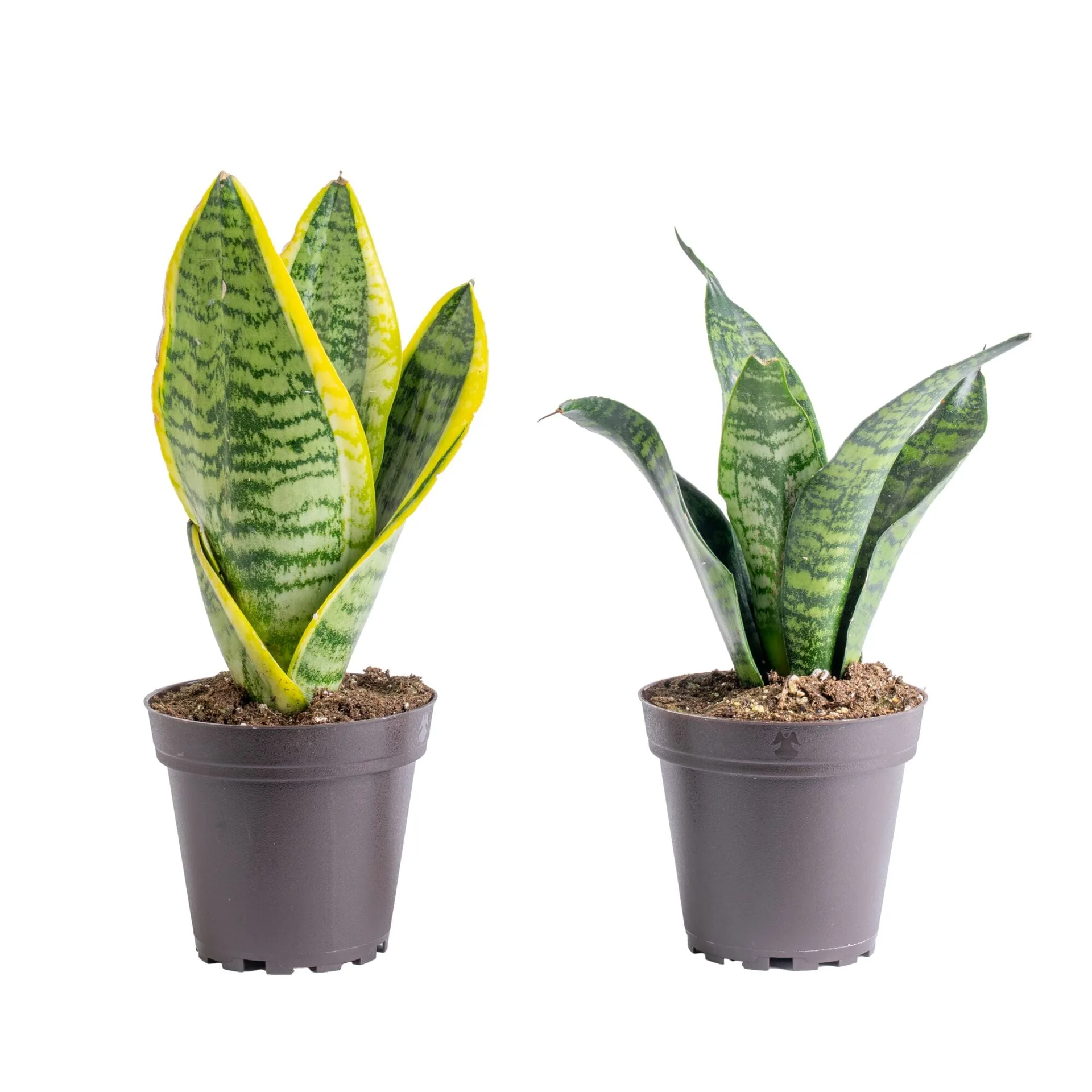 Potted Snake Plant