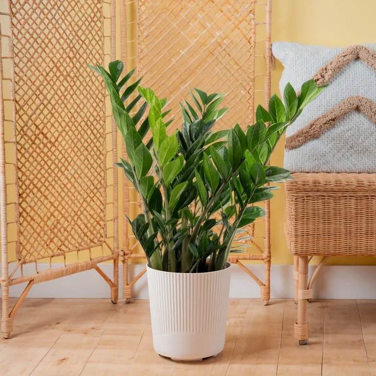 ZZ Potted Plant